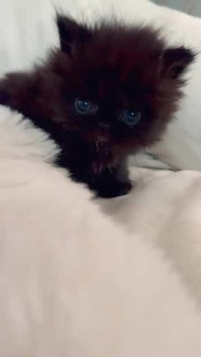 So illegally smol & cute & adorable it hurts!