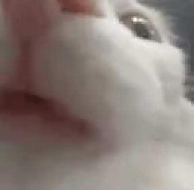 this cat is funny 1 if you agree