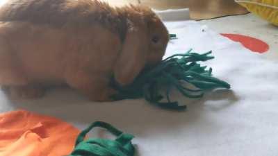 I made Jonathan a forage mat... He does not seem very impressed