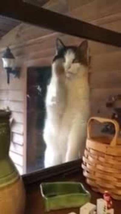 Cat taps window