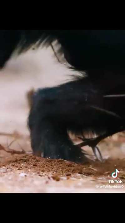 Rock Rat's Last Stand against Honey Badger.