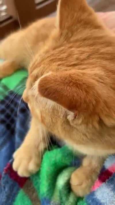 Can my sweet girl get some love?