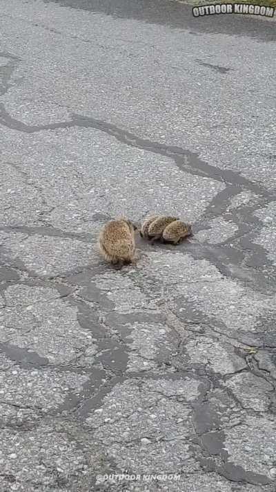 A family of walking hairbrushes crossing the road