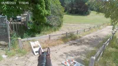 In the spirit of VERY BRAVE horses, I give you Hank and the horse-eating road block signs