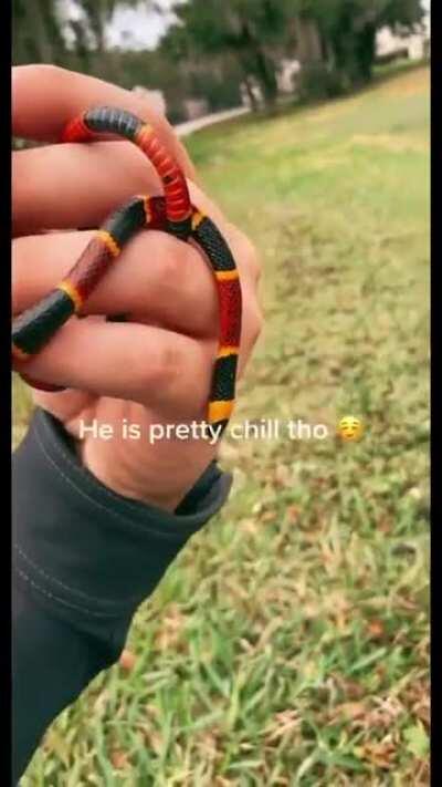 Red Touches Yellow Will Kill A Fellow