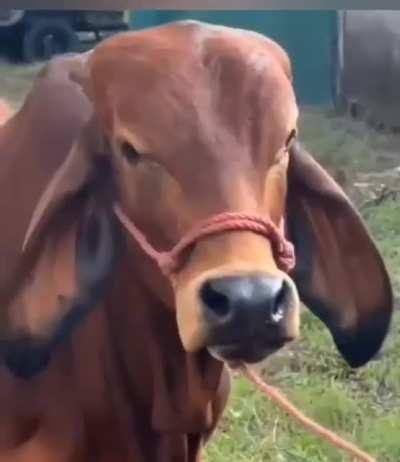 Like his twin brother from another mother