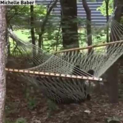 The bears are learning to chill out like us!