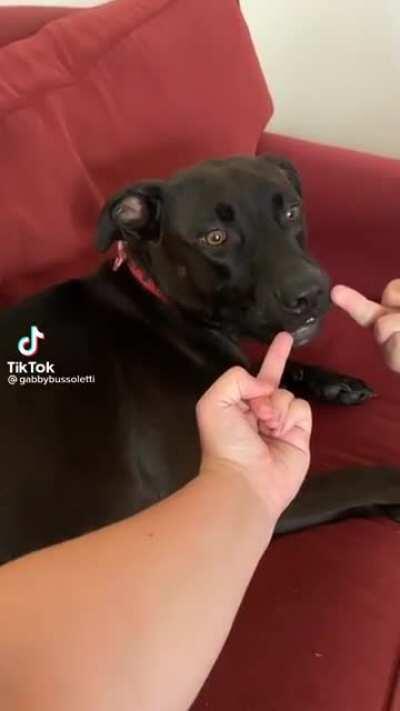 when faced with a tough situation, just chomp