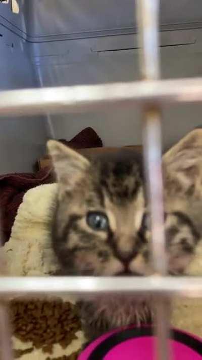 this spicy little criminal was apprehended in a parking lot this morning and is currently awaiting sentencing at the rescue