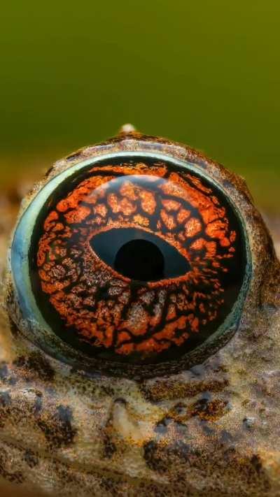Take a moment and enjoy the beauty of Costa Rican frogs