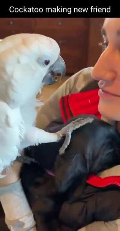 Cockatoo making new friend