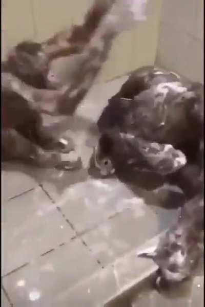 Macaco tomando banho fds