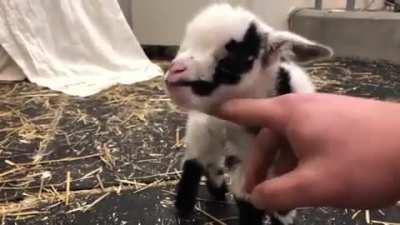 Oh my bleating heart 💚