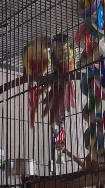 Lucy and Pip Pip with pretty little Arlene chatter