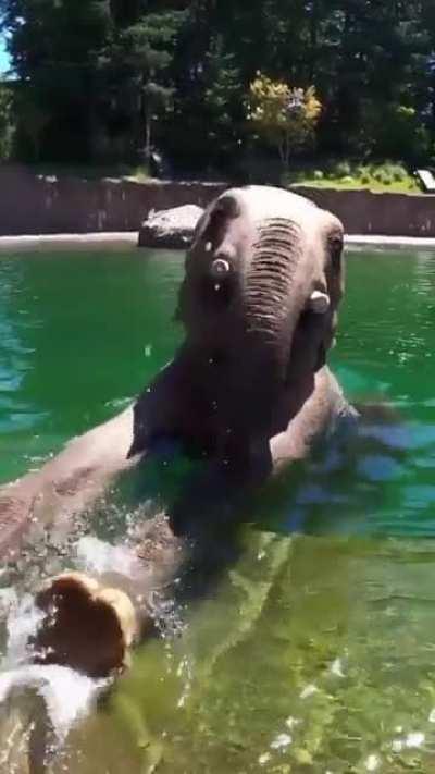 Samudra the elephant enjoying a nice dip and snacks on a hot day