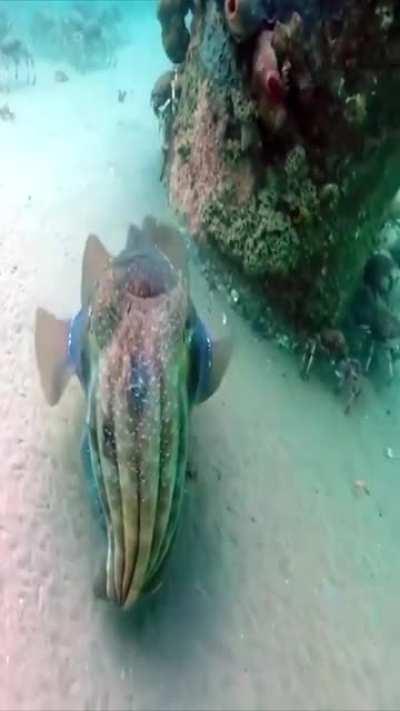 Everyone make space for this distinguished cuttlefish.