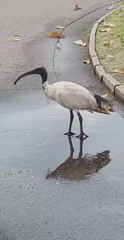 Impressive drinking technique