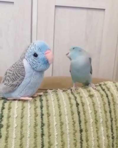 Azgın muhabbet kuşu