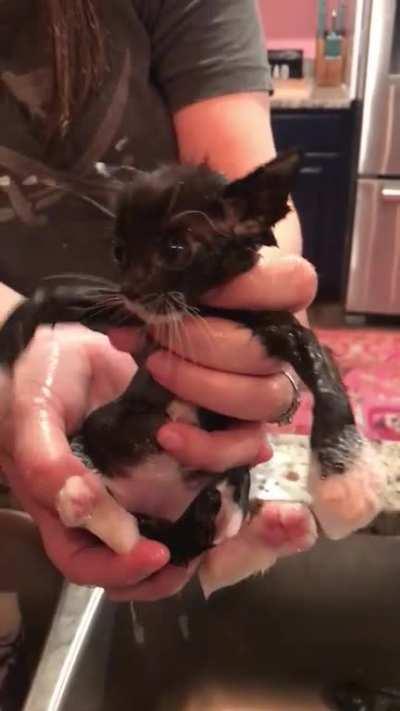 This is our first time fostering a Muppet