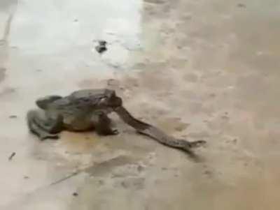 Serpent tongued toad