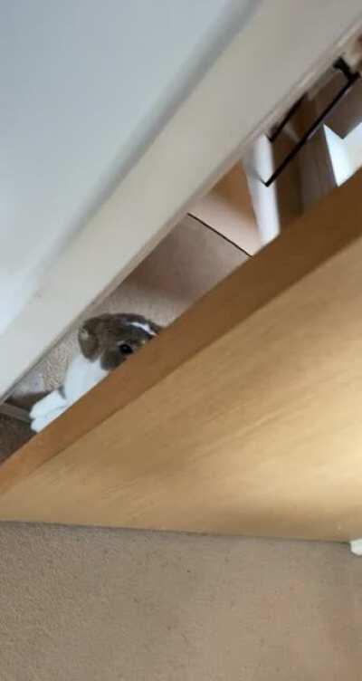 Nimbus isn’t allowed in the living room (cause of the plants) so he stands outside the door like this the entire time 😂👀