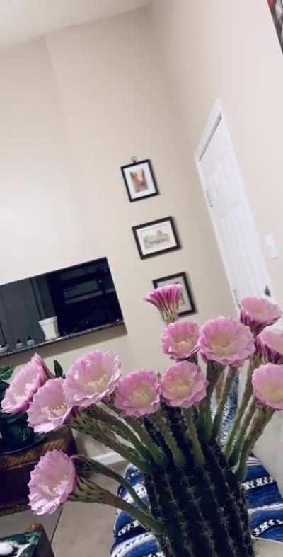 Time-lapse of my beautiful cactus from last night