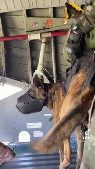 Paratrooping Dog: “I hate this way to the park.”