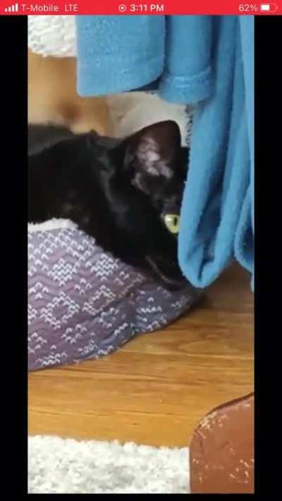 This is meow life now