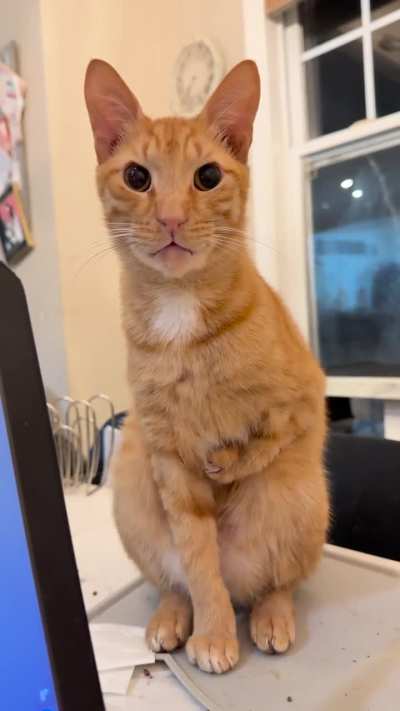 Joey and his chicken wing say hi!