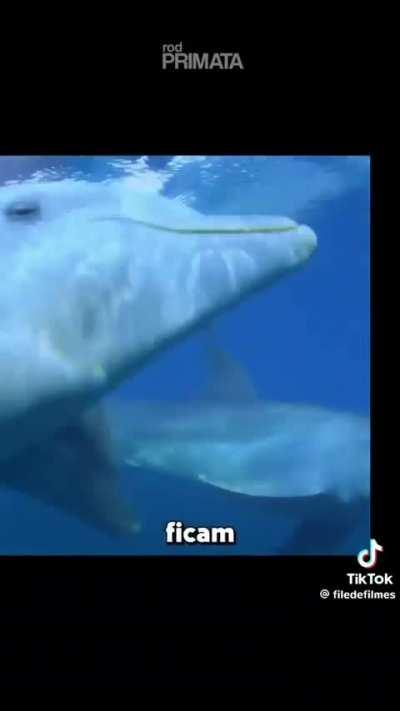 ja basta comer mulher casada