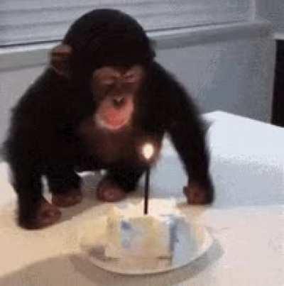 Hey, Monkes, it’s my cake day!