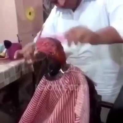 Ahora mi pasión es subir videos de animales en el peluquero xd