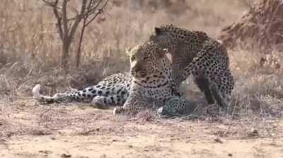 🔥 Female Leopard wakes up male for attention
