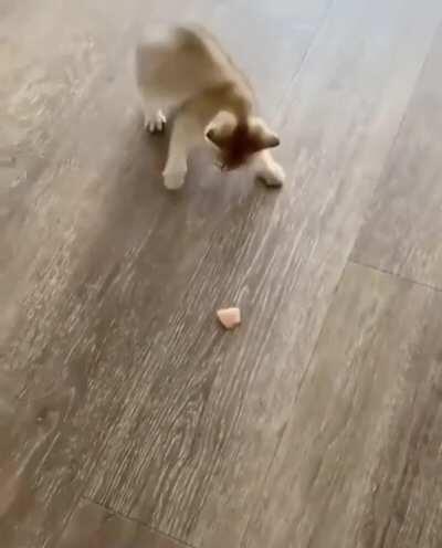 Cat reaches 100% brain capacity