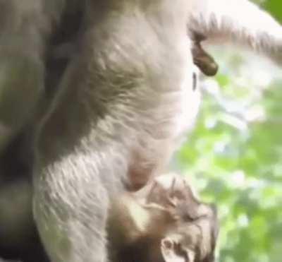 Found this on Reddit and a friend dared me to share it here. Shitting on your child's head is pretty metal!