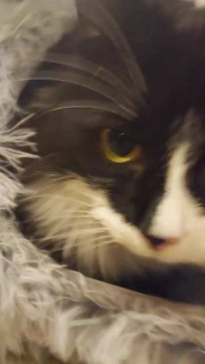 Molly emerging from her Christmas tree tunnel❤️