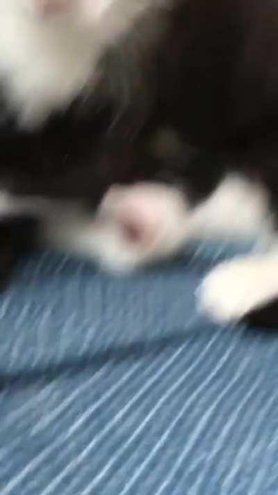 My cat (when he was still little) tapping the air while sitting on top of his sister