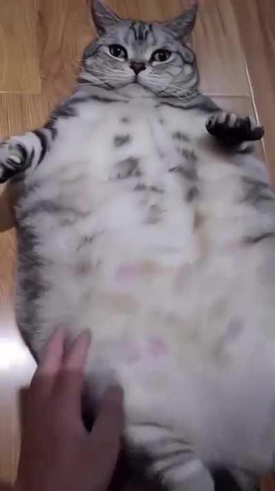 Found on Facebook. O' lawd, this is definitely an absolute unit. This cat exceeds levels of chonkness.