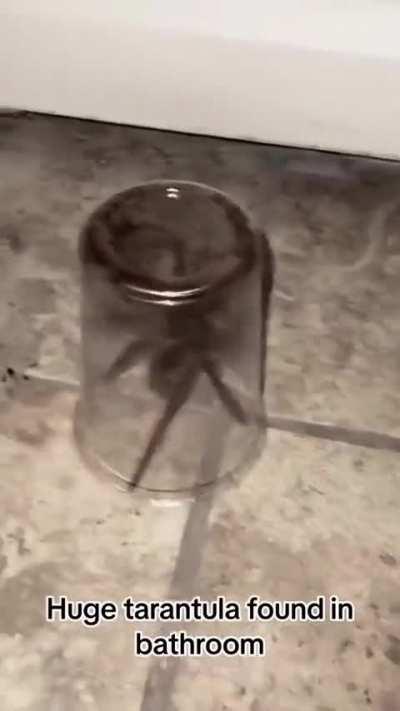 Maior que meu cachorro