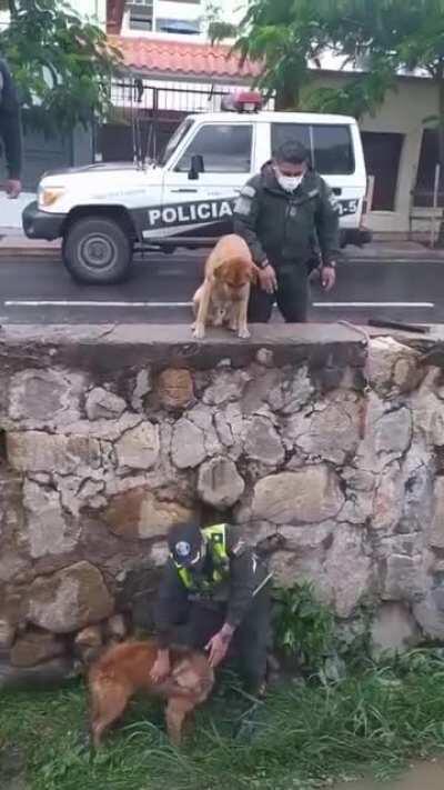 I loved the way the Dogs friend waited there the whole time and also joined to help