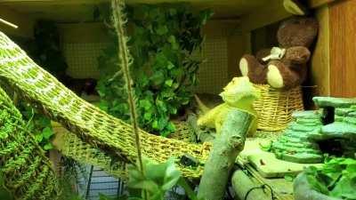 How a lady stretches her beard in the morning.