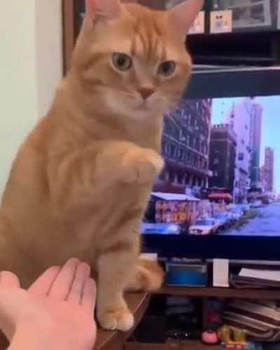 "Better luck next time hooman"