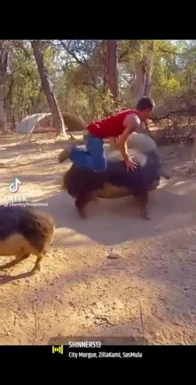 Girls « my bf is a pig » . The BF :