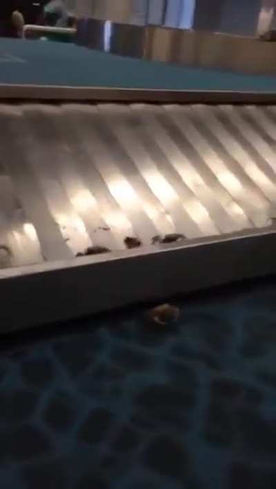 Someone put crabs in their luggage