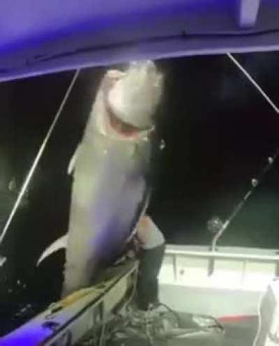 1000 pound bluefin tuna landed solo by Michelle Bancewicz Cicale