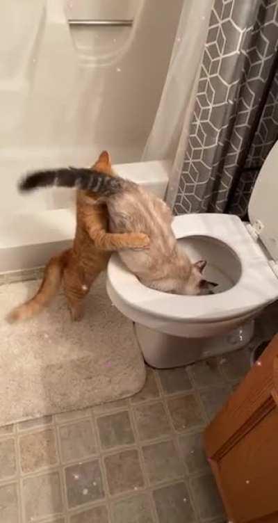 I think I need to give my cats the “talk”.