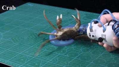 Researchers at the Harvard John A. Paulson School of Engineering and Applied Sciences (SEAS) and Beihang University have developed an octopus-inspired soft robotic arm that can grip, move, and manipulate a wide range of objects.