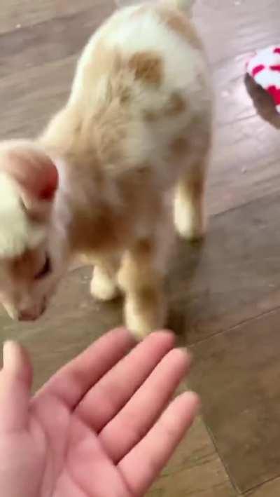 Baby Goat is too precious for this world.