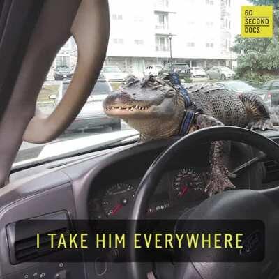 Wally The Support Gator