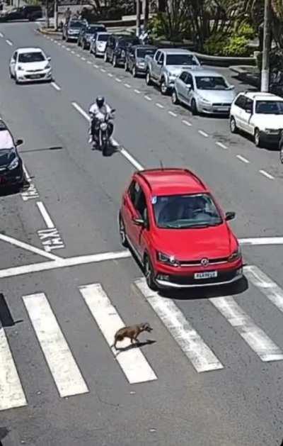 At least the dog's ok